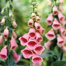 6 Foxglove Digitalis Summer