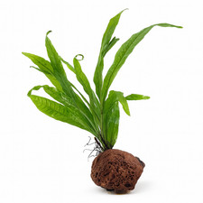 Java Fern & Java Moss on Lava