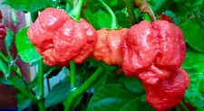 Red Trinidad Scorpion X10 Genuine Quality- UK Seller