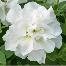 6 Scented Double Trailing