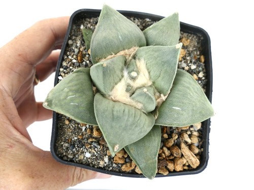 Ariocarpus frumdosu giant - cv,