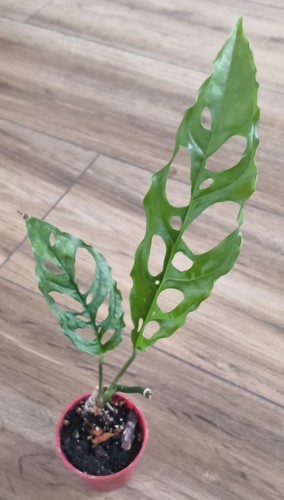 Monstera obliqua peru 7cm - peru,