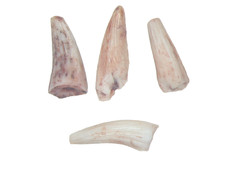 Triassic Bull Canyon dinosaur bed display case 4 Apachesaurus amphibian teeth #5