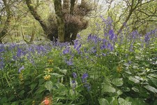 Bluebell English – 500 Seeds