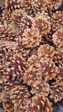 30 Pieces Pine Cones / 5-7cm /