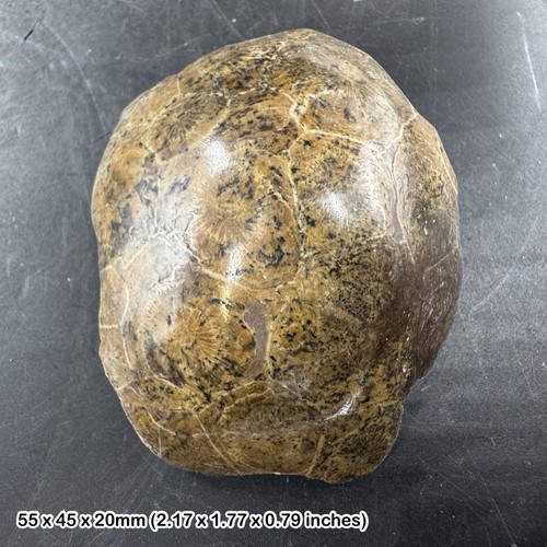 Hexagonia polished coral - hexagonia,