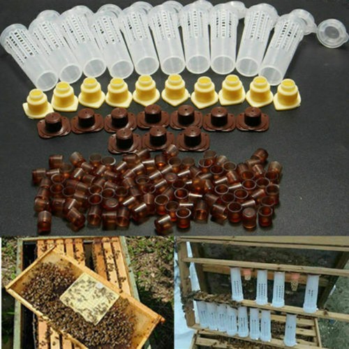 Bee queen rearing cupkit - bee,