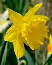King Alfred 3kg Yellow Trumpet Daffodil Bulbs 3kg (Approx. 70 XL Bulbs) Plant...