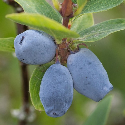 Honeyberry giant heart grow - honeyberry,