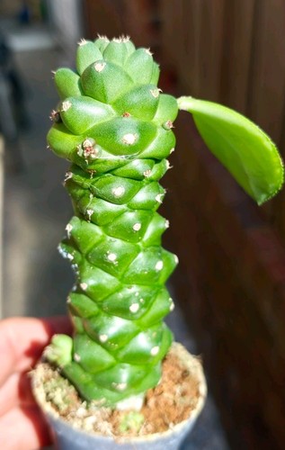 Euphorbia ritchiei beautiful - euphorbia,