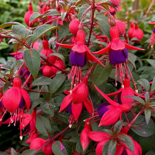 Fuchsia tom thumb - fuchsia, hardy