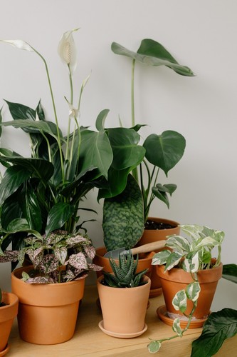 Tropical house plant - house,