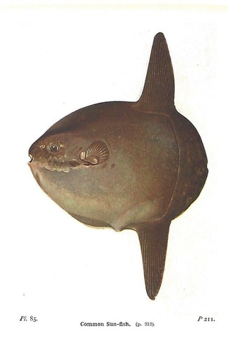 Beautiful common sunfish fish - common,