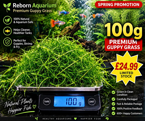 100g premium guppy - 🌱,