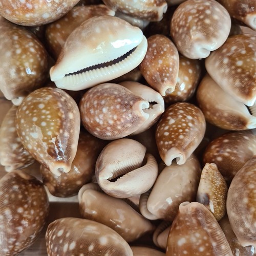 Vintage polished cowrie shells - cowrie,