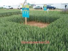 PHOTO  CEREALS 2008 SKYLARK