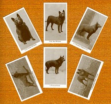 SCHIPPERKE SET OF SIX NAMED