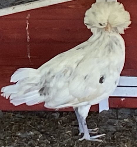 Polish hatching eggs pack - 12+,
