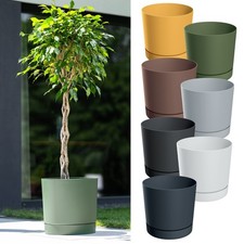 Plant pot with - plant, saucer