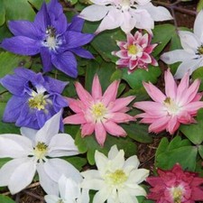 Aquilegia Clematiflora Seeds -