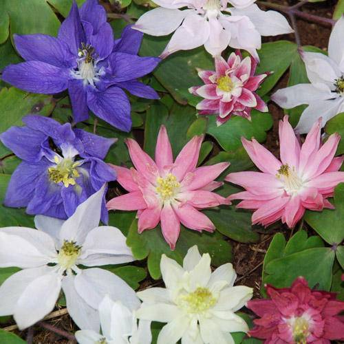 Aquilegia clematiflora seeds - seeds,