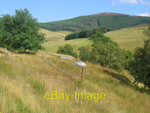 Photo 6x4 pig - photo, carn