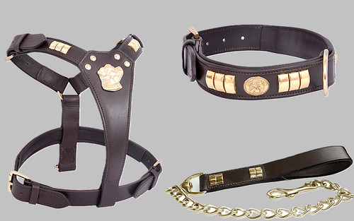 Staffie dog harness collar - harness,