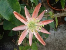 A Young Passion Flower