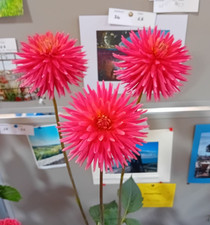 Dahlia Tubers.Josudi Hercules. Miniature Cactus. Pot tuber