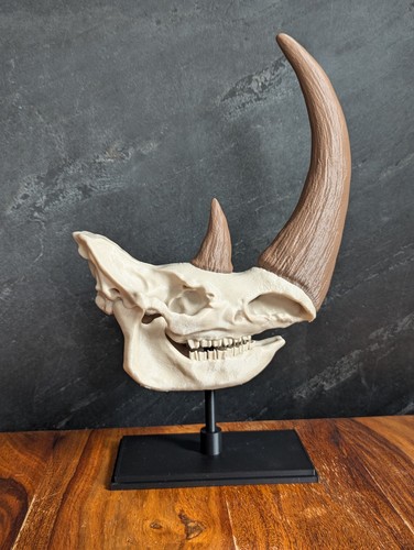 Woolly rhinoceros fossil - rhinoceros,