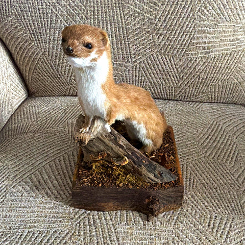 Stoat taxidermy pedestal - stoat,