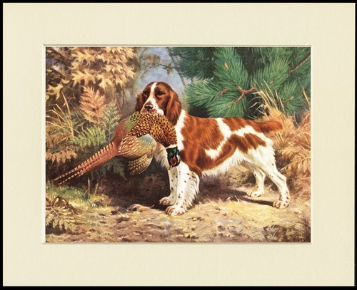 Welsh springer spaniel dog art - welsh,