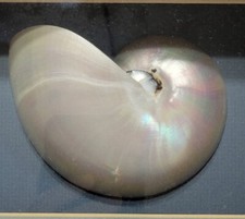 White Pearl Nautilius Sea