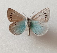 Cyaniris Semiargus Mazarine