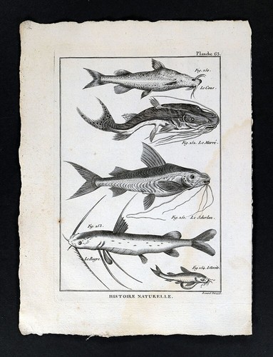 1789 bonnaterre fish print - bonnaterre,