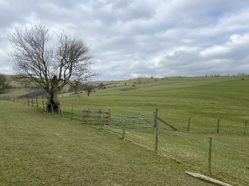 Photo stunted tree - a3,