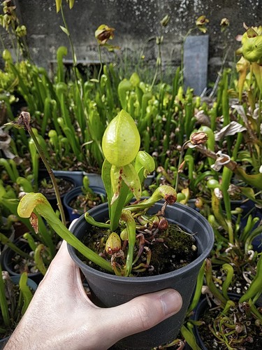 Darlingtonia californica - ,