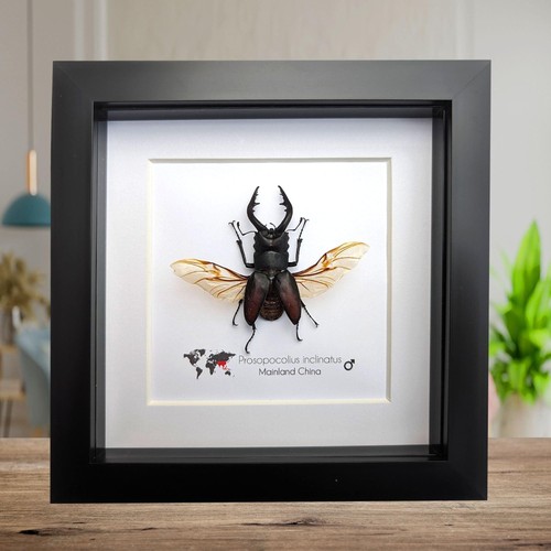 Framed stag beetle display - ,