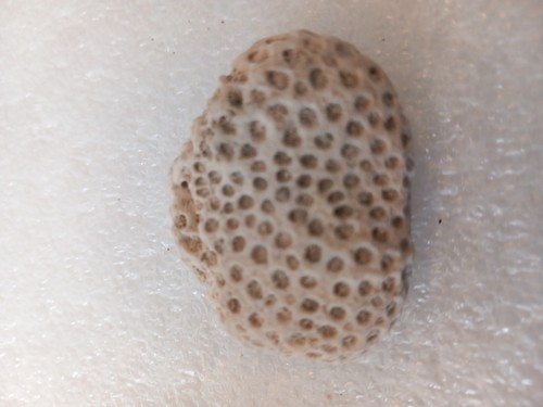 Fossil brain coral - fossil,