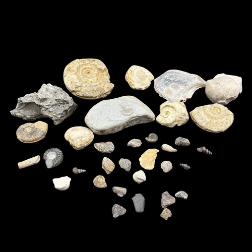 1kg british fossil - 1kg, 33