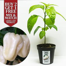 Habanero White Chilli Pepper