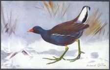 Moorhen by Roland Green - R.S. Art Press bird postcard