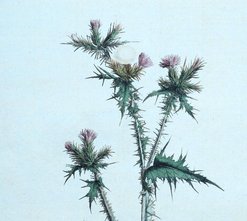 Original antique botanical - original,