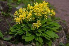 Primula veris - Cowslip - 3