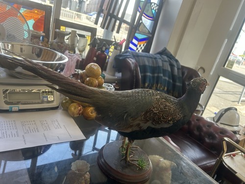 Stunning taxidermy pheasant - taxidermy,