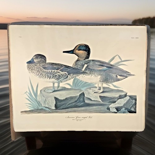 Audubon vtg green - vtg, winged