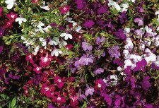 FLOWER LOBELIA STRING OF