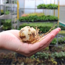Lily Summer Bulbs - Highly