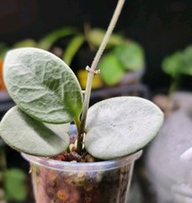 Hoya Mathilde ( 'Grey Fairy'