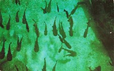 Catfish Hotel Silver Springs Florida Vintage Standard Postcard Posted 1958